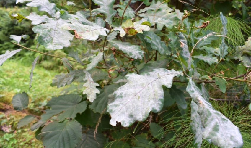 Powdery Mildew on Trees & Shrubs in the Hudson Valley: Prevention and ...