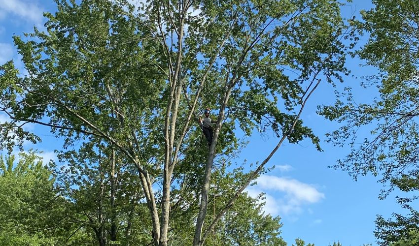 The team at Hill Treekeepers pruning a tree in Montgomery, New York.