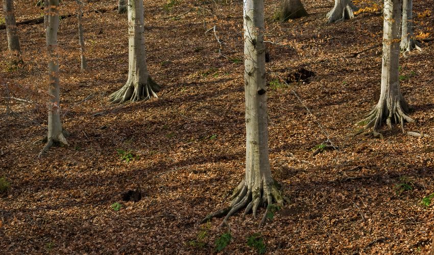 American beech trees demonstrating exposed roots in Dutchess County, New York.