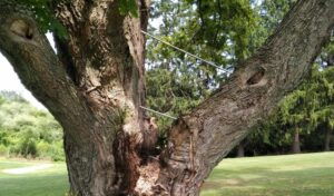 The team at Hill Treekeepers installed braces in a tree located in Newburgh, NY.