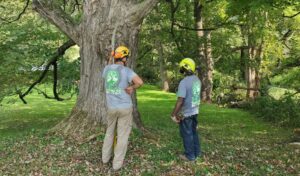 Two team members from Hill Treekeepers examine a tree in Hudson Valley, NY.