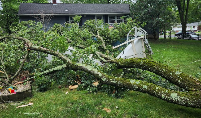 A large branch that fell in a yard from a storm in Gardiner, NY.