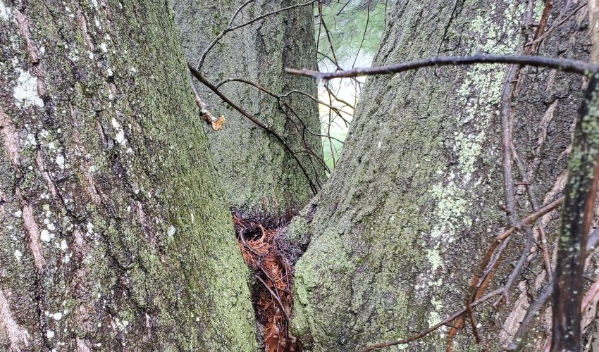 A tree with codominant stems that could benefit from bracing.