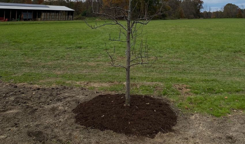 A newly planted tree in need of water in the winter in Goshen, NY.