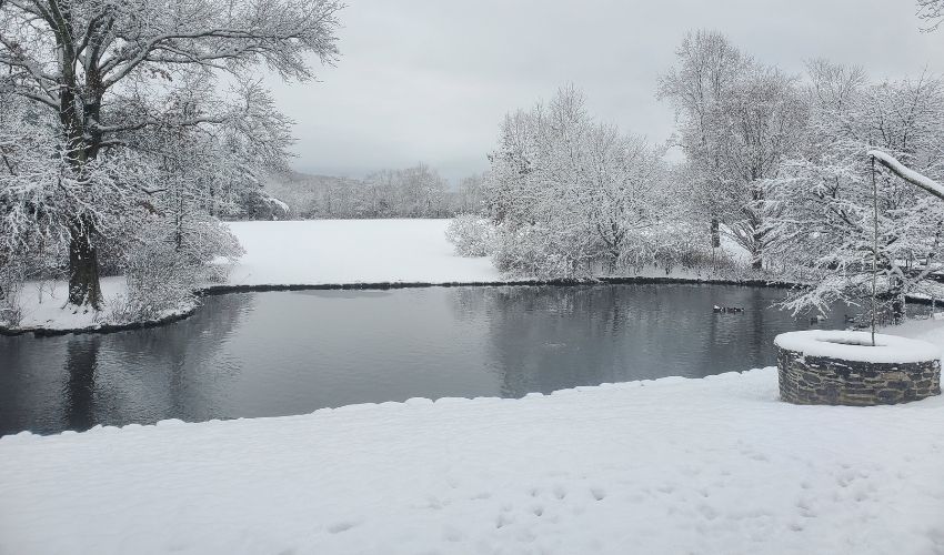 Snow-covered trees by a lake in Newburgh, NY.