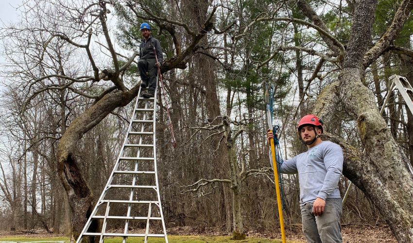 An arborist from Hill Treekeepers pruning fruit trees in Newburgh, NY.