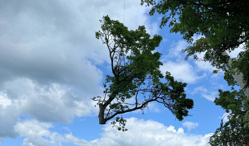 A crane lifting a piece of a tree over a Hill Treekeepers arborist in High Falls, NY.