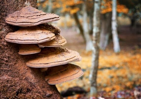 Conks (fungi) on a decaying tree stump.